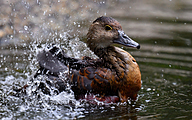 Lesser whistling duck (Dendrocygna javanica)